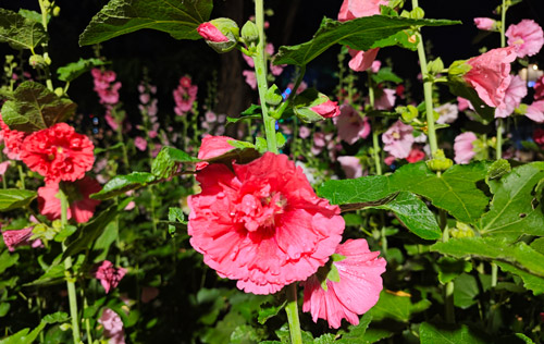 沈陽勞務派遣帶您了解企業(yè)常見的用工方式有哪些？