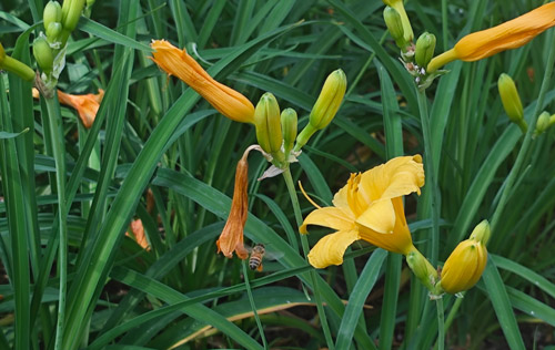 如果勞務(wù)派遣被取消，你支持嗎？